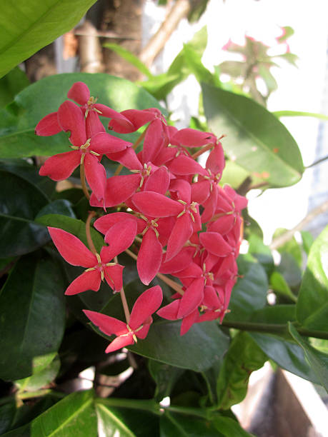 istock Pink ixora flowers 508548915