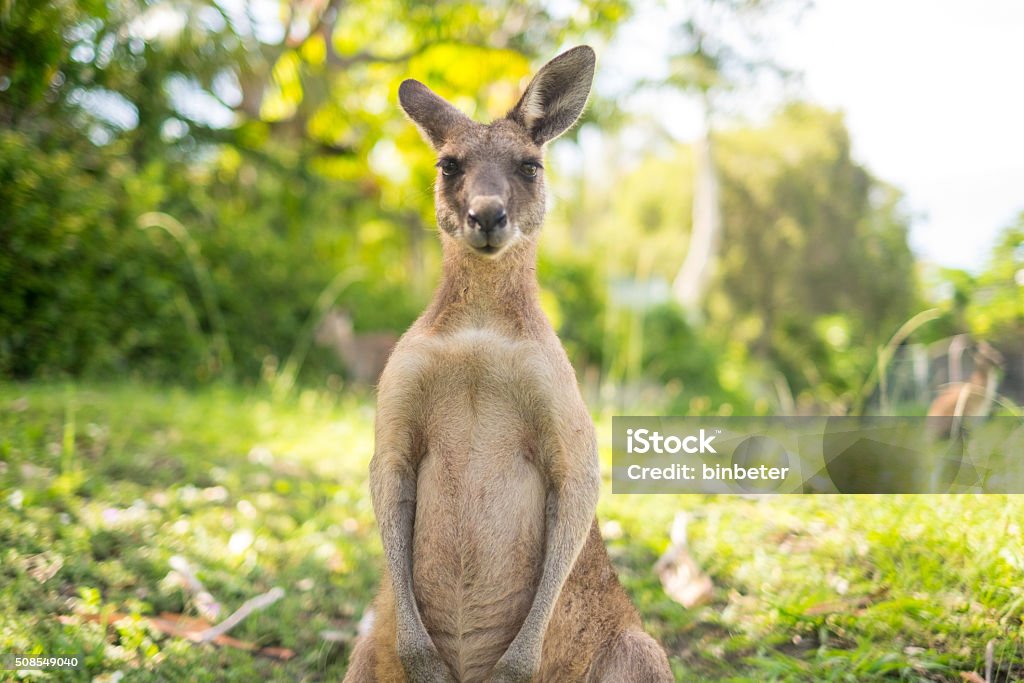 Kangaroo at Open Field A young kangaroo is looking to camera at open field. Kangaroo Stock Photo