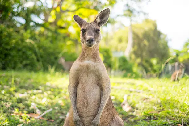 A young kangaroo is looking to camera at open field.