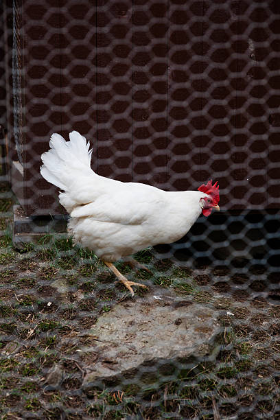 istock White Italian chicken in a yard. 508549227