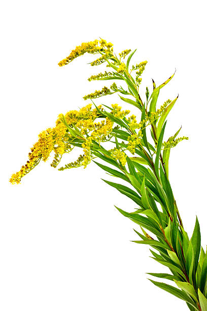 istock Solidago canadensis or Canada goldenrod 508549415
