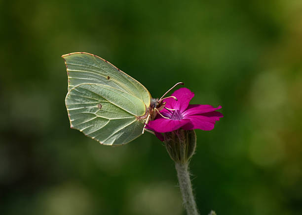 brimstone butterfly - gonepteryx zdjęcia i obrazy z banku zdjęć
