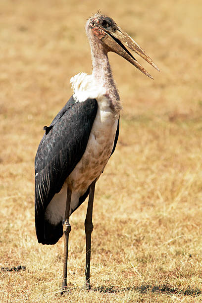 istock Masai Mara Marabou Stork 508549595