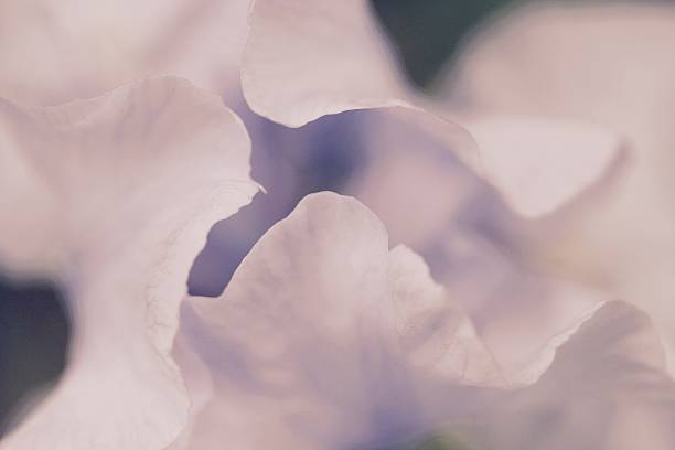 istock Delicate Purple Iris Petals Up Close 508550152