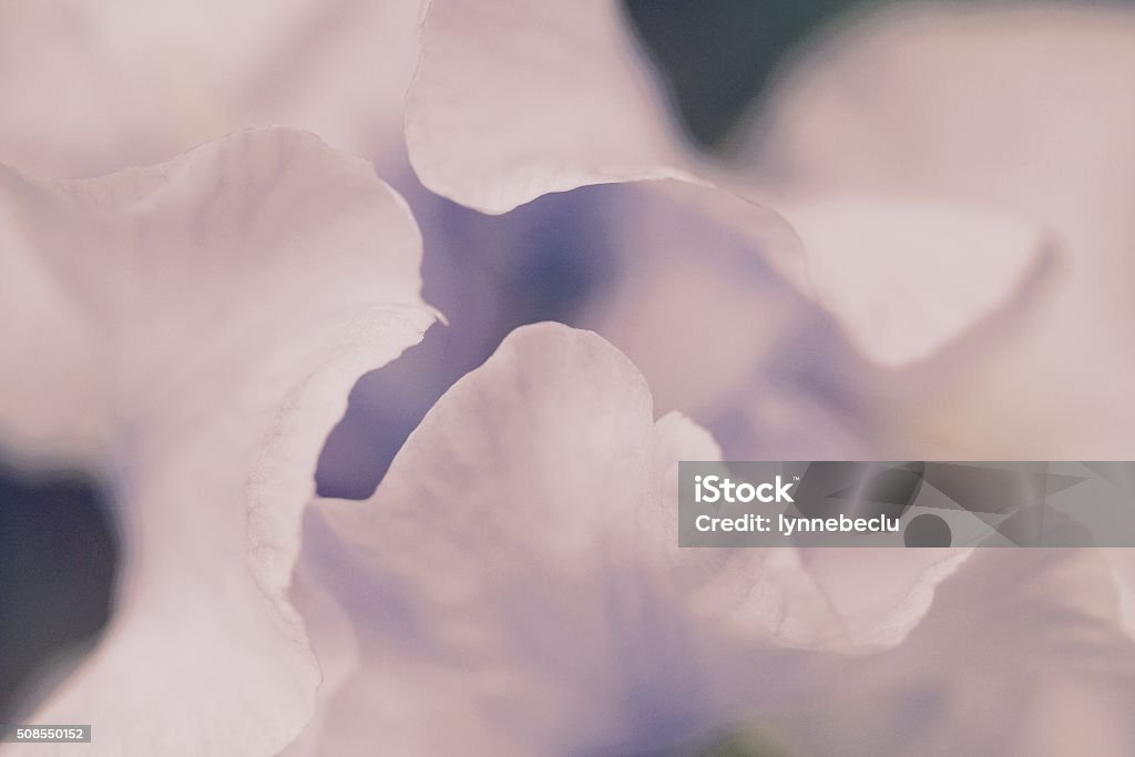 Delicate Purple Iris Petals Up Close Close-up of the delicate, curving petals of a pale purple iris flower. Soft focus effect, vintage look. Close-up Stock Photo