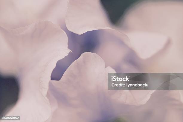 Delicate Purple Iris Petals Up Close Stock Photo - Download Image Now - Close-up, Iris - Plant, Soft Focus