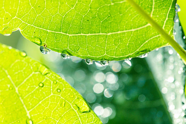 istock Beautiful green leaf with   water drops 508550162