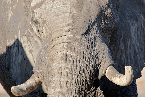 istock Portrait of an Elephant 508550226