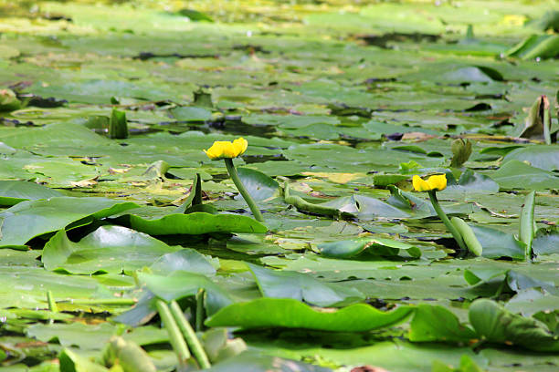 Image of yellow water lily flowers / spatterdock / cow lily (Nuphar-lutea) Photo showing a group of yellow water lily flowers, growing in a large garden pond. These flowers are not typical water lilies, as the flowers appear more like a bud than an actually bloom, while the leaves are more oval in shape. This extremely invasive plant is most commonly known as the bullhead lily, spatterdock, water shield or cow lily, with its large rhizomes and roots favouring a pond with a muddy base. Its Latin name is: Nuphar lutea. junsai water shield stock pictures, royalty-free photos & images