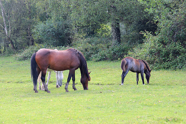 istock Image of brown New Forest ponies / wild horses, eating grass 508550321