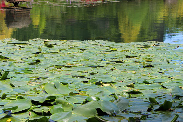 Image of yellow water lily flowers / spatterdock / cow lily (Nuphar-lutea) Photo showing a group of yellow water lily flowers, growing in a large garden pond within a public park. These flowers are not typical water lilies, as the flowers appear more like a bud than an actually bloom, while the leaves are more oval in shape. This extremely invasive plant is most commonly known as the bullhead lily, spatterdock, water shield or cow lily, with its large rhizomes and roots favouring a pond with a muddy base. Its Latin name is: Nuphar lutea. junsai water shield stock pictures, royalty-free photos & images