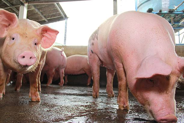 istock SWINE / PIG / PIGSTY / Pig 508550444