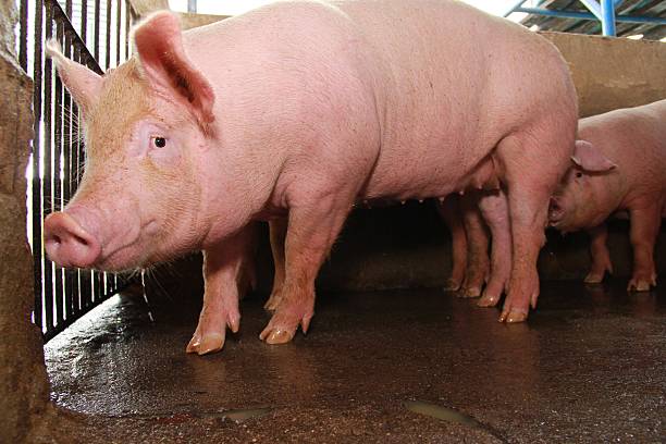 istock SWINE / PIG / PIGSTY / Pig 508550502