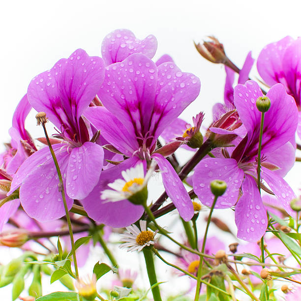 Damp Summer Flowers bildbanksfoto