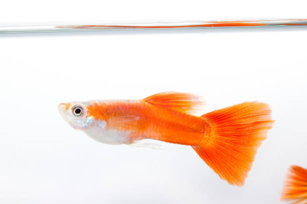 istock Beautiful Guppy isolated on Black 508550827