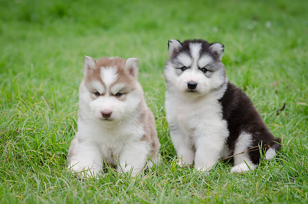 istock Cute puppies siberian husky on grass 508551145