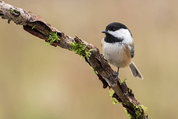 Black-capped Chickadee, Poecile Atricapillus