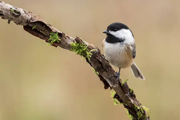 Black-capped Chickadee, perched on a mossy branch