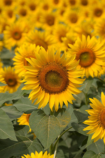istock Sunflower field of Plateau 508551571