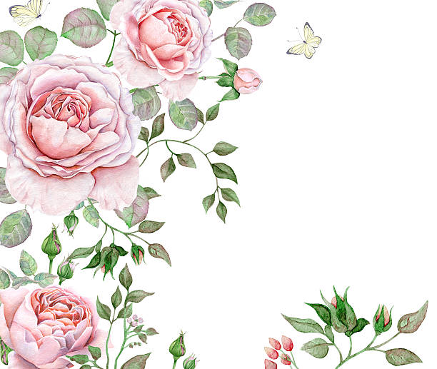 Watercolor English Roses on white background Hand drawn watercolor vintage image with english roses isolated on white. English roses, lush greenery, butterflies. english rose stock illustrations