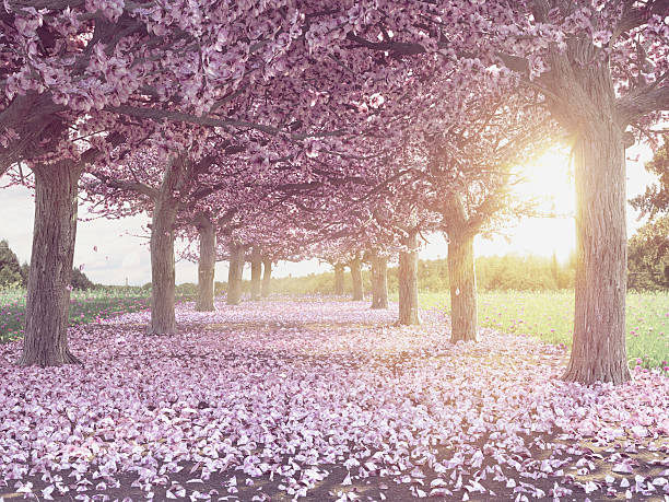 istock Rows of beautifully blossoming cherry trees 508551840