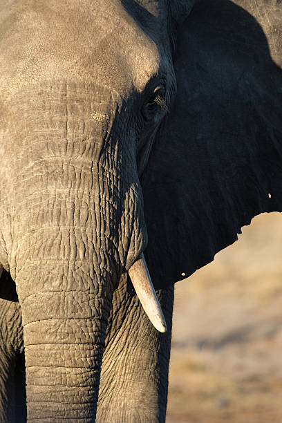 istock Portrait of an Elephant 508552174