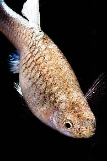 istock Beautiful Guppy isolated on Black 508552179