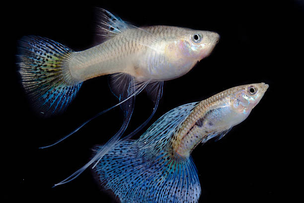 istock Beautiful Guppy isolated on Black 508552205