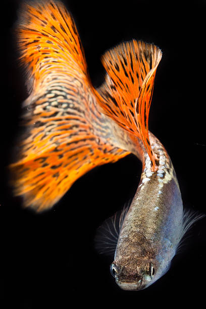 istock Beautiful Guppy isolated on Black 508552213