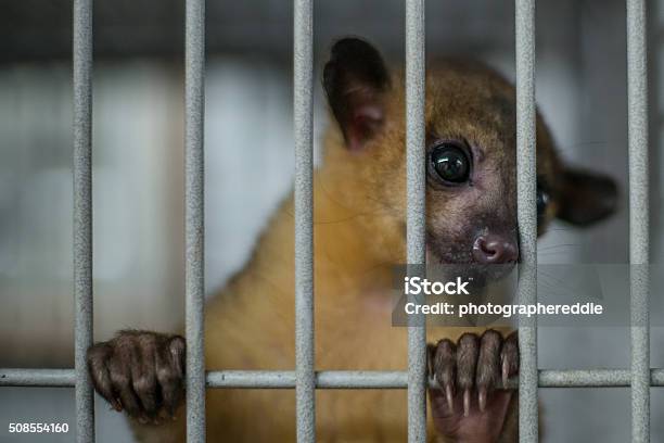 In Prison Stock Photo - Download Image Now - Animal, Cage, Horizontal