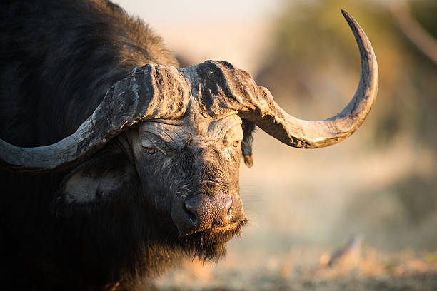 istock Buffalo in the bushveld 508555170