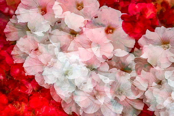istock Beautiful Fractal Flowers 508555184