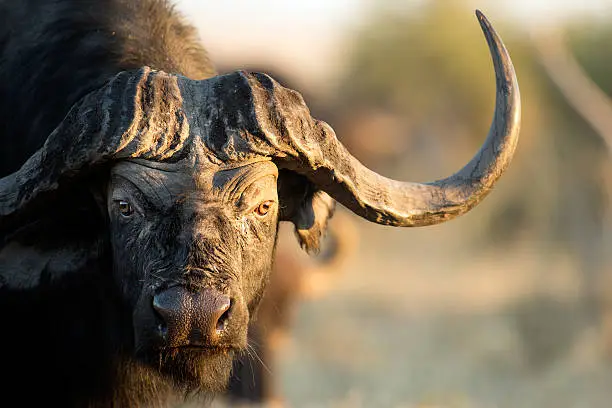 Photo of Buffalo in the bushveld