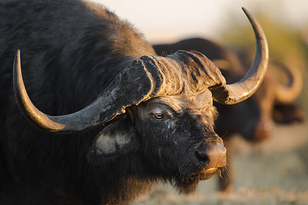 istock Buffalo in the bushveld 508555396