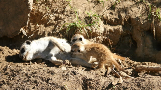Video of meerkat family in 4K