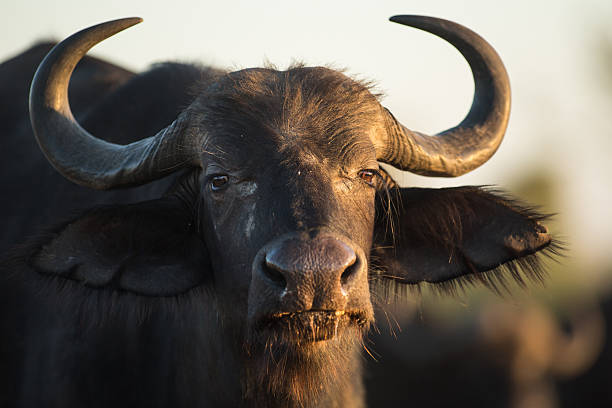 istock Buffalo in the bushveld 508575726