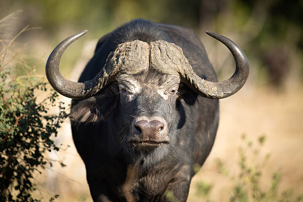 Buffalo in the bushveld Buffalo in the bushveld bushveld photos stock pictures, royalty-free photos & images