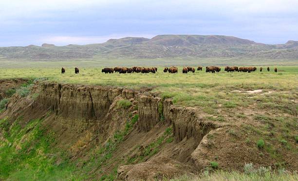 bison bereich der offenen badlands und graslandschaften - american bison stock-fotos und bilder