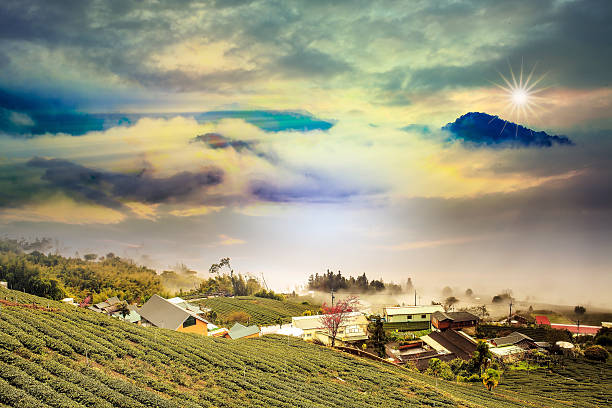 istock Beautiful tea garden sunset 508576547