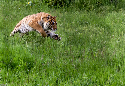 Siberian Tiger Taking Off on a chase