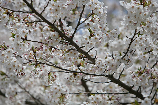 istock Cherry blossom or Sakura blooming in Japan 508576976