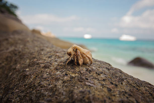 istock Hermit crab close-up on  background of stone and ocean 508577134