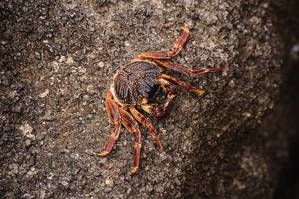 istock Sally Lightfoot crab Grapsus grapsus on  volcanic rock 508577168