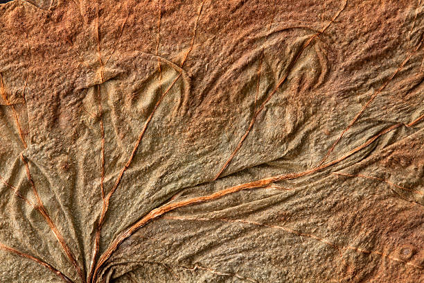 istock texture of the old dry leaf 508577375