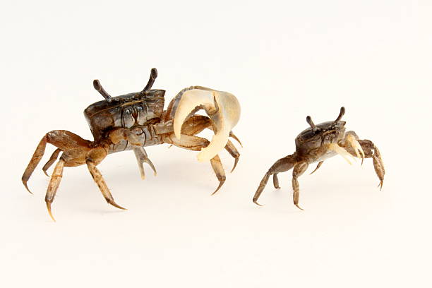 Vibrant crabs are taking a walk and taking a close-up shot.