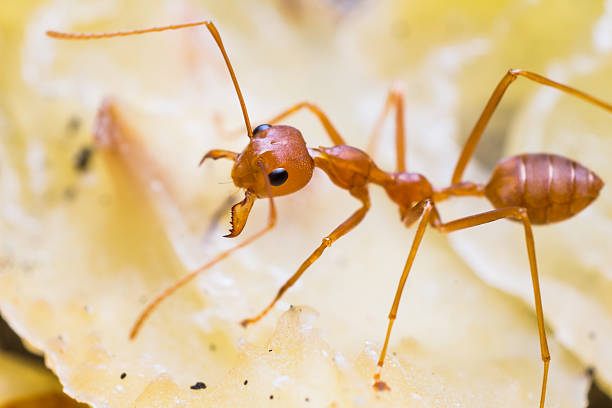 red weaver ant - gaster zdjęcia i obrazy z banku zdjęć