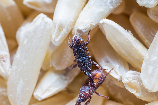 Rice weevil Close up of adult rice weevils (Sitophilus oryzae) on the rice grain rice weevils sitophilus oryzae stock pictures, royalty-free photos & images