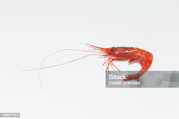 Northern Shrimp Stock Photo - Download Image Now - Catch of Fish, Food, Freshness