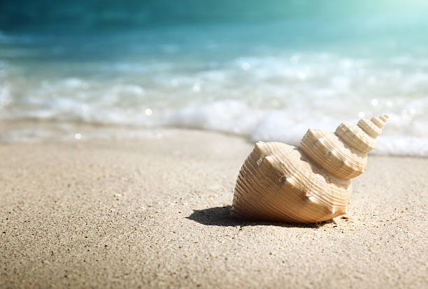 seashell auf dem strand (shallow dof) - tritonshorn stock-fotos und bilder