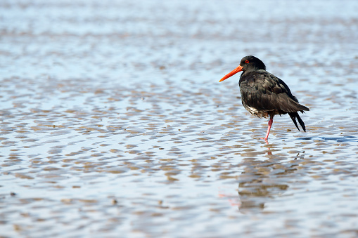 Oystercatcher catchers on sand in New Zealand